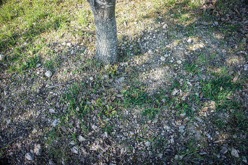 Chez-Jacques-08-09